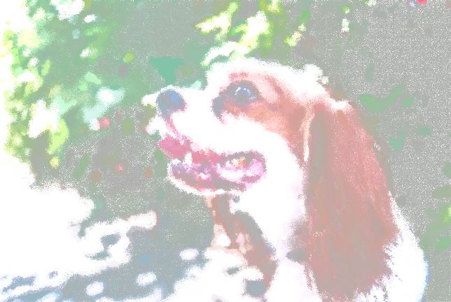 犬