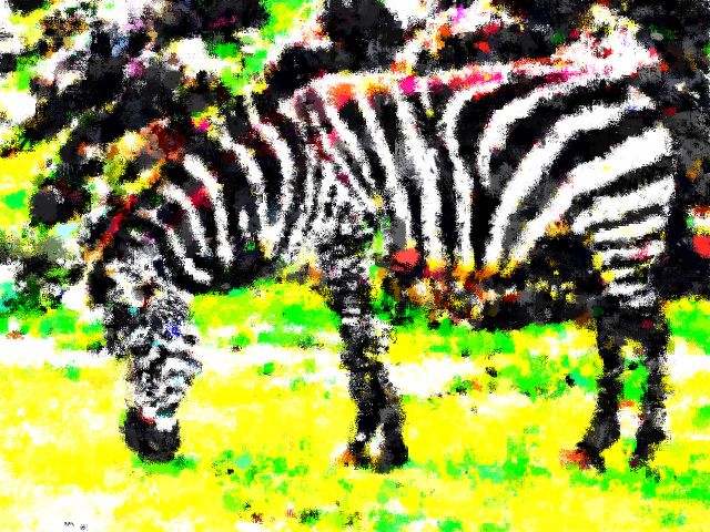 シマウマ
