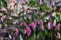 �������ɂ傫�ɂ傫