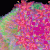 q_J~Zo 'Rainbow'